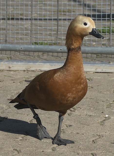 LeBro